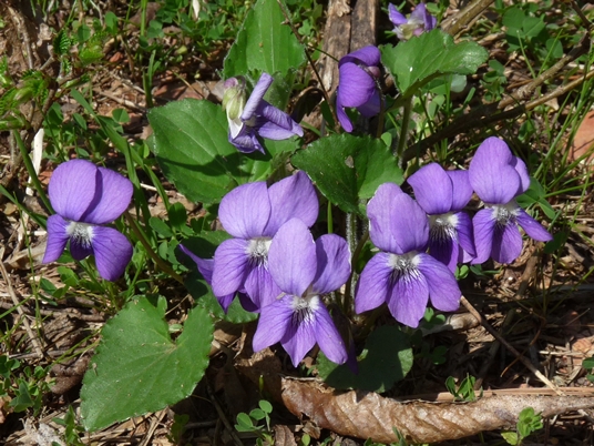 {Viola hirsutula}